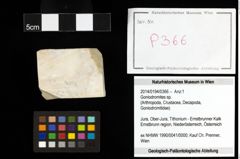 Foto (Objekt + Etiketten) von Goniodromites sp. 